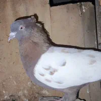 کبوتر سینه قهوه‌ای نر|پرنده|شیراز, کوشک بیدک|دیوار