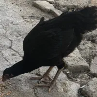 جوجه خروس لاری|حیوانات مزرعه|ساری, |دیوار