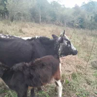 گاو ماده با گوساله ماده شکم اول|حیوانات مزرعه|تالش, جوکندان|دیوار