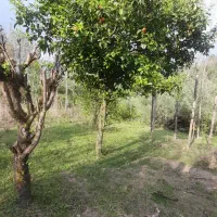 زمینی مسکونی فروشی در روستای گنجار