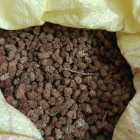 توت خشک گوسفند ی امسالی