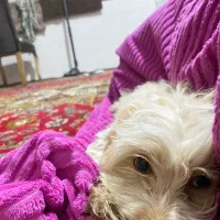 توله سگ پودل