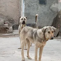 واگذاری سگ نگهبان