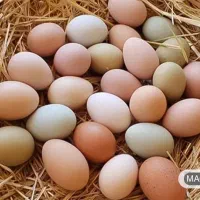 تخم مرغ رسمی|خوردنی و آشامیدنی|تهران, پارک شهر|دیوار