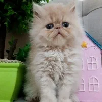 گربه پرشین|گربه|رشت, چمارسرا|دیوار