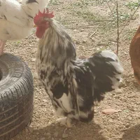 خروس کوشین