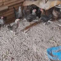 مرغ عربی تخم گذار حمیدیه|حیوانات مزرعه|اهواز, آسیاباد|دیوار