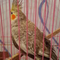 عروس هلندی|پرنده|باسمنج, |دیوار