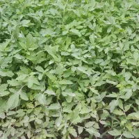 نهال گوجه|خدمات باغبانی و درختکاری|شیروان (خراسان), |دیوار