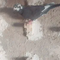 پلاکی .شهری