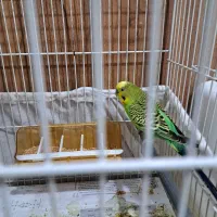 مرغ عشق|پرنده|گلبهار, شهر جدید گلبهار|دیوار