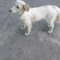 سگ خونگی اشپیتز|سگ|رباط‌کریم, شهرک صنعتی پاسارگاد|دیوار