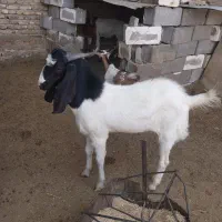 حیوان