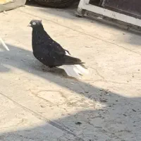 سیاه دم سفید نر