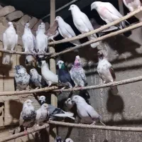 ۵۰کفتر هوا وزمین