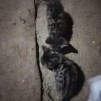 2عدد گربه 800تومن