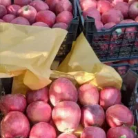 سیب درجه ۱ سبد دو ردیفه نهاوند