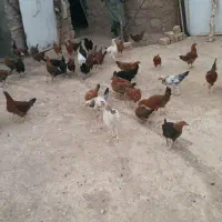 جوجه|حیوانات مزرعه|هرسین, |دیوار