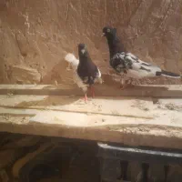 کبوتر|پرنده|زاوه, |دیوار