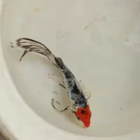 کوی سوپر باله و خاص اسکار جفت گلدفیش خاص مولد