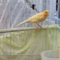 قناری|پرنده|آبادان, |دیوار