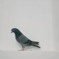 دوتا سبز|پرنده|اردبیل, |دیوار