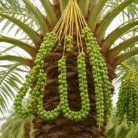 جونگ درخت مضافتی ده ساله به هر تعدای که بخوهید