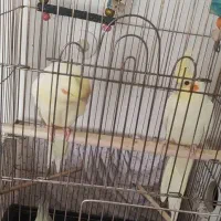 عروس هلندی نرو ماده کاملاً اهلی