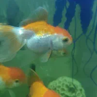 ماهی گلدفیش