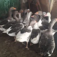 فروش غاز|حیوانات مزرعه|رزن, |دیوار