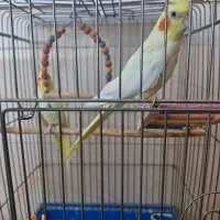 طوطی نژاد لوتینو|پرنده|اسلامآباد غرب, |دیوار