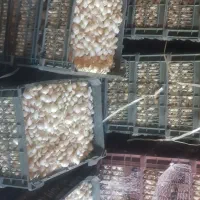 پیاز مینروا قوطی اصل