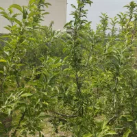 باغ ۴۰۰متر رامجین|فروش دفتر صنعتی، کشاورزی، تجاری|رامجین, |دیوار