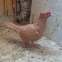 زرد کاکلی ماده