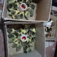 فروش جوجه غاز 7الی 10 روزه، وتخم غاز و. ‌.. شریکی