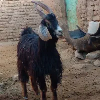 تکشاد روشاخ اخته جلو رو|حیوانات مزرعه|تایباد, |دیوار
