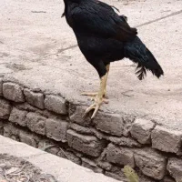 مرغ و خروس افغان و برزیلی