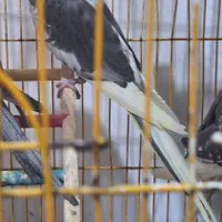 دو تا عروس.س هلندی نر و ماده دون خور و دو تا بالغ