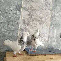 کبوترطوقی جفت