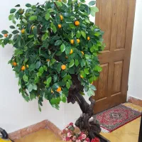 درختچه نارنگی خارجی