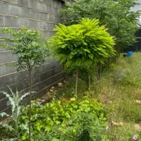 فروش باغ ۱۰۰۰ متری نسه زرقان