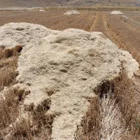 کاه گندم