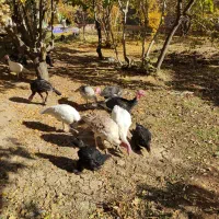 فروش بوقلمون رسمی 7ماهه