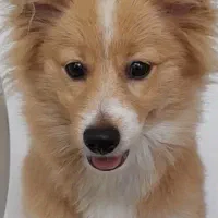 فروش سگ خانگی|سگ|شیرگاه, |دیوار