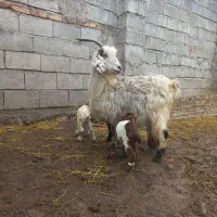 بزجوان دوقلو|حیوانات مزرعه|مشگین شهر, |دیوار