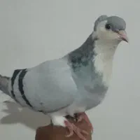 ساده سبزکاکل ماده