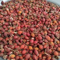 فروش گیاه نسترن (دلیقه)