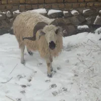 قوچ|حیوانات مزرعه|قره ضیاالدین, |دیوار