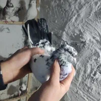 کفتر کبوتر هم خال هم پرش