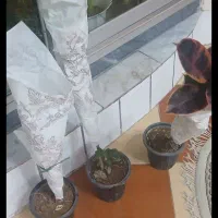 گل طبیعی|گل و گیاه طبیعی|اراک, |دیوار